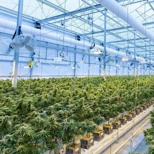 Cannabis is likely to be a permanent and growing player in pharmaceutical markets worldwide. Cannabis is likely to be a permanent and growing player in pharmaceutical markets worldwide.