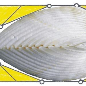 Bild 4:  Die Muschelform unter Belastung durch Schließmuskel nach der Methode der Zugdreiecke.