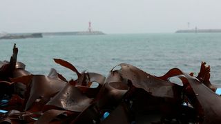 The negative environmental effects of kelp cultivation is very limited, especially compared to other kinds of aquaculture. (Public Domaine)