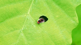 Werden Pflanzen angeknabbert, produzieren viele das Hormon Jasmonsäure, das die Fraßfeinde abwehren soll (Symbolbild). (Bild: gemeinfrei, zoosnow)