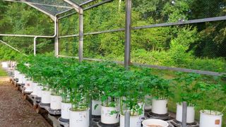 Bestimmung des Einflusses von Schadstoffen auf das Pflanzenwachstum im Gefäßversuch. (JKI)