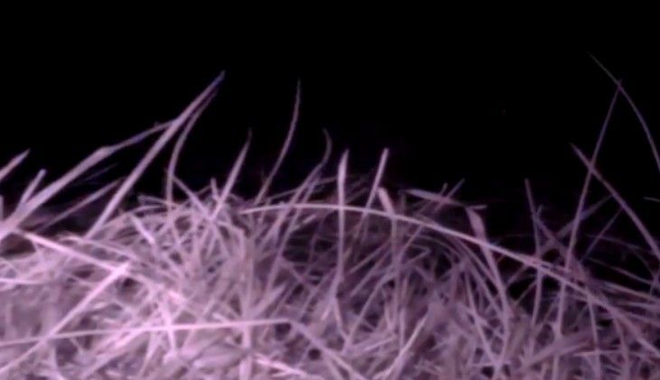 Pi NoIR: Landschaftsaufnahmen Gras in der Nacht (Bild: AB Open)