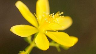 Die Blüten des Johanniskrauts (Hypericum perforatum) haben nicht nur heilende, sondern auch katalytische Wirkung. (Julia Naumann)