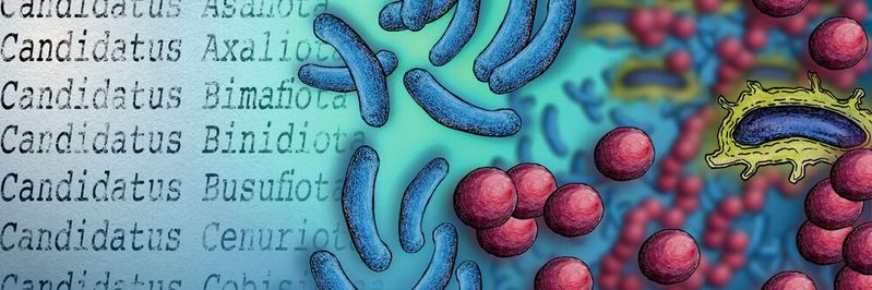 Durch verbesserte Forschungsmethoden in der DNA-Sequenzierung werden neue Prokaryoten-Arten in so großen Mengen entdeckt, dass Forscher mit dem Klassifizieren und Benennen schlicht nicht nachkommen. Durch verbesserte Forschungsmethoden in der DNA-Sequenzierung werden neue Prokaryoten-Arten in so großen Mengen entdeckt, dass Forscher mit dem Klassifizieren und Benennen schlicht nicht nachkommen.
