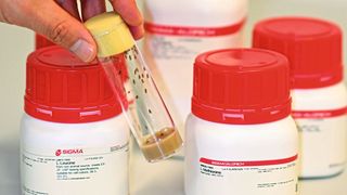 Taufliegen in einem Röhrchen, dahinter Aminosäuren (Bild: Sebastian Grönke und Yu-Xuan Lu)