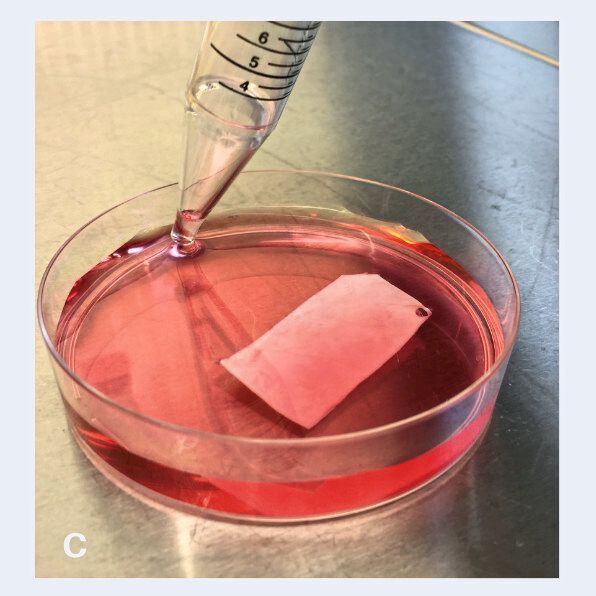 Die besiedelte Kollagenmembran erhält ihre Nährlösung für die Reifung des Knorpelgewebes. (Bild: TERM / UKW)