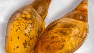 Eine links- und eine rechtsdrehende Schnecke sowie ... (Ausschnitt) (Bild: Esther de Roij und Gary McDowell, digital bearbeitet von Jeremy Guay, Peregrine Creative)