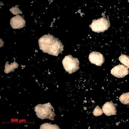 Unter dem Mikroskop erinnert es an Wattebäusche, ist aber hochreines, getrocknetes Xylangranulat. Aufgrund der sehr guten Rieselfähigkeit, des hohen Trockengehaltes und weil es staubfrei ist, lässt es sich hervorragend verarbeiten. Unter dem Mikroskop erinnert es an Wattebäusche, ist aber hochreines, getrocknetes Xylangranulat. Aufgrund der sehr guten Rieselfähigkeit, des hohen Trockengehaltes und weil es staubfrei ist, lässt es sich hervorragend verarbeiten.