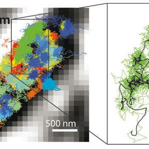 (© Yvan Eilers / Max-Planck-Institut für biophysikalische Chemie)