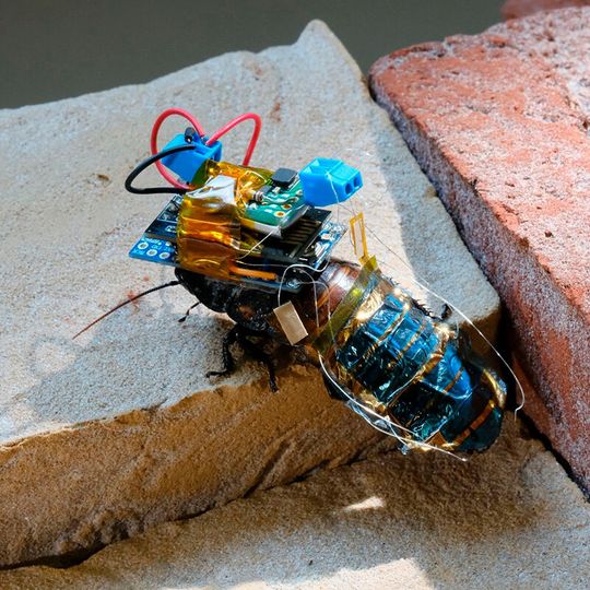 Forscher haben Kakerlaken in Cyborgs verwandelt. (Bild:  dpa)