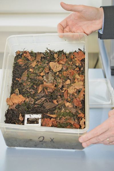 Mithilfe von Diarahmen kann die Verrottung der Beutel ebenfalls untersucht werden. Möglichst keine Kunststoffspuren in der Umwelt zu hinterlassen, ist dabei das Hauptthema. (Isenburg)