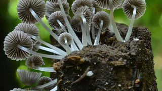 Coprinellus disseminatus (Gesäter Tintling, Kolumbien): In dieser Gattung totholzzersetzender Pilze ist die Zahl der geschätzten Arten etwa so hoch wie die Zahl der bekannten Arten, eher eine Ausnahme unter den Pilzen. (R. Lücking / Botanischer Garten und Botanisches Museum Berlin)