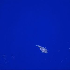 (© MPI f. marine Mikrobiologie/ Tim Ferdelman)