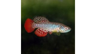 Der Türkise Prachtgrundkärpfling (Nothobranchius furzeri) (Bild: Roberto Arbolea, 1962; Quelle: proyectonothobranchius.net)