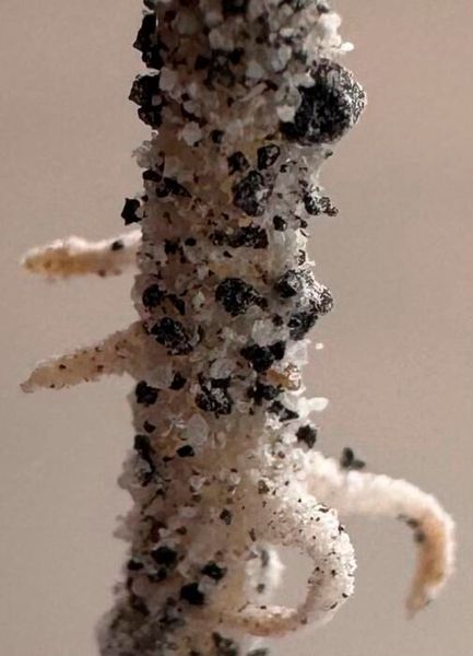 A Chickpea root establishes in sharp, glass-like lunar regolith simulant, illustrating one of the major physical challenges for growing crops beyond Earth.  (Source: Jessica Atkin)