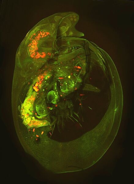 Rot fluoreszierende Kunststoff-Partikel in einem Wasserfloh, die mithilfe der Fluoreszenzmikroskopie sichtbar gemacht wurden. Wasserflöhe ernähren sich von kleinen Algen, die sie zusammen mit Plastikteilchen aufnehmen, ohne beides unterscheiden zu können. Wasserflöhe sind ihrerseits eine Hauptnahrungsquelle für Fische, und so können sich Kunststoff-Partikel in der Nahrungskette ansammeln. (Bild: H. Imhof / C. Laforsch)