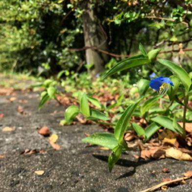 Kobe University ecologist Ushimaru Atushi has been studying the Asiatic dayflower, scientifically known as Commelina communis, for over 20 years and realized it grows vigorously in urban environments, making it an ideal subject for investigating the effects this environment has on plants.  (Source: © Nakata Taichi et al., Journal of Ecology 2025 (DOI 10.1111/1365-2745.70193) (CC BY-NC-SA))