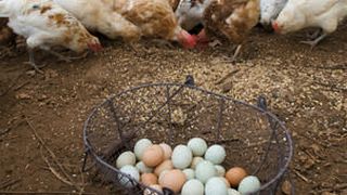 Abb. 1: Futtermittel müssen als erstes Glied in der Lebensmittelkette  z.B. auf Pflanzenschutzmittel, Arzneimittel und Antibiotika als Futtermittelzusatzstoff untersucht werden. (Archiv: Vogel Business Media)