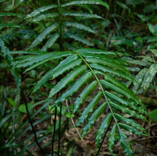 Danaea ubatubensis, one of the recently described fern species, is known only from a small area of coastal rainforest in Brazil. A large proportion of the species in the area are endemic. (Source:  Hanna Tuomisto)