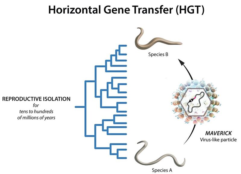 Ein Maverick Virus-ähnliches Partikel als Vektor des horizontalen Gentransfers (HGT). 