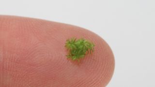 Winziges Moos mit mehr Genen als der Mensch (Bild: Pflanzenbiotechnologie/Universitaet Freiburg)