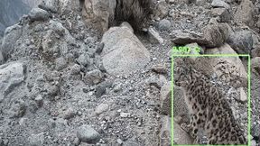 The snow leopard: one of the world's most elusive predators. (Image:Raspberry Pi)