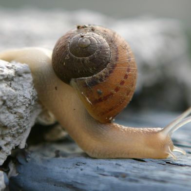 Eine gewöhnliche Gartenschnecke produziert mit nur einem molekularen Baukasten erstaunlich unterschiedliche Schleimarten. (Bild: TCartdesign)