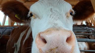 Melkroboter, Mistroboter und Co. sollen auch die Tierhaltung (gemeinfrei, pixabay.com)