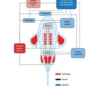 Schematischer Aufbau des Robo-Fischs im Blockdiagramm.(Bild:  Cameron A. Aubin, Snehashis Choudhury , Rhiannon Jerch, Lynden A. Archer , James H. Pikul & Robert F. Shepherd)