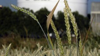 Mit Strukturanpassungen und Anlagenschließungen will BASF die Profitabilität des Standorts Ludwigshafen verbessern. (Bild: BASF)