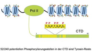 Die CTD in allen Wirbeltieren, einschliesslich des Menschen, ist aus 52 Heptad-Wiederholungen mit der Konsensussequenz Tyrosin-Serin-Prolin-Threonin-Serin-Prolin-Serin aufgebaut. Die Tyrosin-Reste in bestimmten Heptad-Wiederholungen werden für die Termination der Transkription benötigt. (Helmholtz Zentrum München)