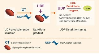 UDP-Glo Glycosyltransferase Assay-Prinzip (Bild: Promega)
