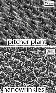 Oberfläche der Kannenpflanze (oben) und der Nano-Beschichtung. (University of Sydney - sydney.edu.au)