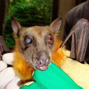 (© MPI f. Ornithologie / Christian Ziegler)