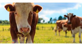 HealthyCow24 von SCR Dairy informiert den Bauern in Echtzeit über den Zustand seiner Kühe. (Bulls Eye/flickr.com)