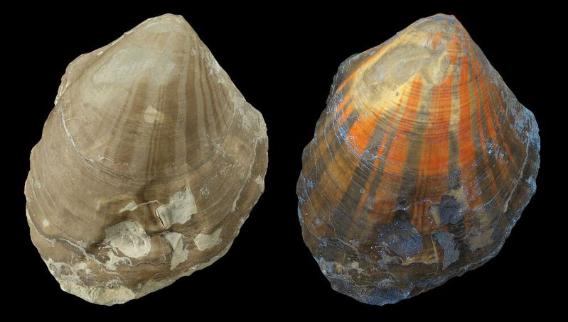 Kammmuschel Pleuronectites aus der Triaszeit mit fluoreszierendem Farbmuster; links unter normalem Licht, rechts unter UV-Licht.