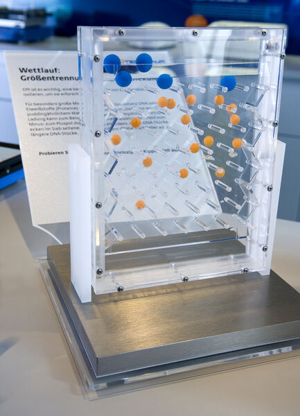 The exhibit “Race of the molecules” explains the principle of size separation of biomolecules that is applied, e.g., to the analysis of DNA molecules. (Picture: Federal Mistry of Education and Research)