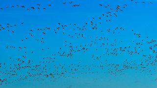 Gemeinschaften profitieren vom Wissen und Erfahrungsaustausch ihrer Mitglieder. Nach ähnlichem Prinzip, dem „Swarm Learning“ hat ein internationales Forschungsteam Algorithmen darauf trainiert, in dezentral gelagerten Datenbeständen Blutkrebs, Lungenerkrankungen und COVID-19 zu erkennen. (Karsten Paulick auf Pixabay)