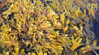 Blasentang (Bild: Larissa Büdenbender, GEOMAR)