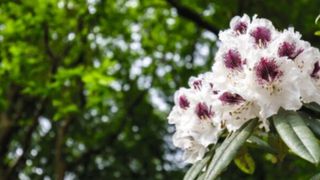 Der Rhododendron gilt als eine der typischen Wirtspflanzen des Schaderregers Phytophthora ramorum. (HildaWeges hilda.weges@chello.nl - stock.adobe.com)