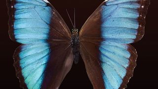 Technischer Fortschritt wird häufig von der Natur inspiriert, zum Beispiel von den optischen Eigenschaften von Schmetterlingen. (Bild: gemeinfrei)