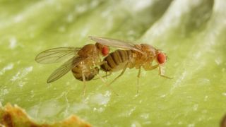 Schwarzbäuchige Taufliegen (Drosophila melanogaster) bei der Paarung auf einer Kiwi. Das Pheromon Methyllaurat löst bei der männlichen Fliege das Balzverhalten aus und ist für den Paarungserfolg ausschlaggebend. (Bild: Anna Schroll)
