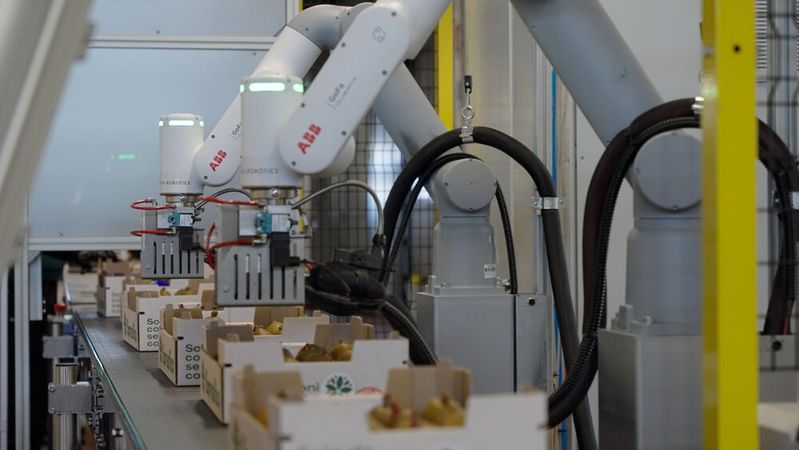 Die GoFa-Cobots von ABB reduzieren die Zeit für die Wachsversiegelung auf nur eine Sekunde pro Frucht und ermöglichen eine exakte Dosierung und gleichmässige Qualität. (Bild:  ABB Robotics)