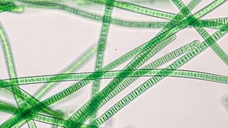 Cyanobakterien betreiben Photosynthese, so wie wir es von grünen Pflanzen kennen. Darüber hinaus produziert die Bakteriengruppe viele interessante Naturstoffe – so auch die von ETH-Forschern neu entdeckten Lipopeptide. (Bild: ©sinhyu - stock.adobe.com)