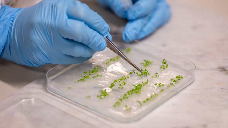 Die im Sensing Technologies Lab der Unibz hergestellten biohybriden Pflanzen absorbieren mehr Sonnenlicht.(Bild:  Matteo Vegetti | unibz)