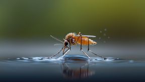 Malaria ist eine Infektionskrankheit, die durch einzellige Parasiten der Gattung Plasmodium verursacht wird.   Die Übertragung erfolgt durch weibliche Stechmücken der Art Anopheles. (Symbolbild) (Bild: © nugroho – stock.adobe.com)