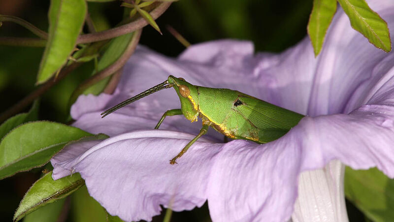 A Tagasta marginella grasshopper visiting the flower of a morning glory species Ipomoea cairica  (Tan Ming Kai)