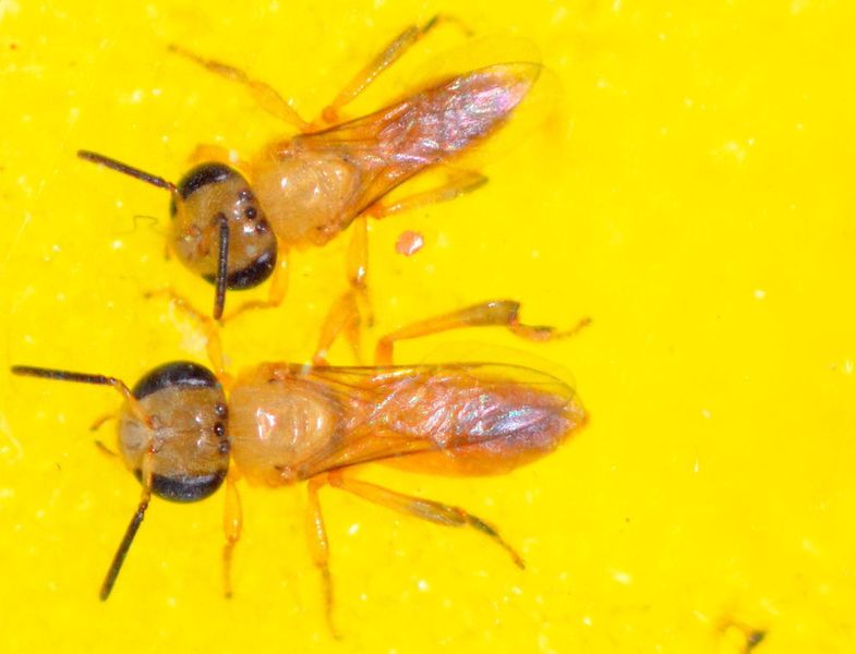 Eine Soldatin der Art Tetragonisca angustula (unten) im Vergleich zu einer Sammlerin des gleichen Stocks; aufgenommen kurz nach dem Schlüpfen, weshalb die Bienen noch ohne Pigmentierung sind. (Christoph Grüter, JGU)
