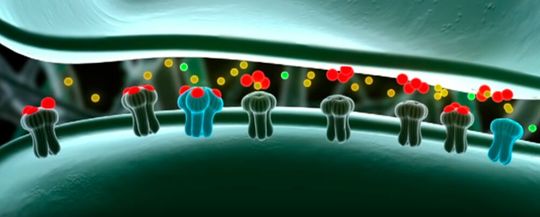 Glutamat-Rezeptoren an einer Synapse. Bindet der Neurotransmitter Glutamat (rot) an die Rezeptoren des sogenannten NMDA-Typs (blau), öffnen sich diese und Natrium- und Kalzium Ionen (gelb, grün) können in die Zelle strömen. Die Folge ist eine verbesserte Informationsübertragung an der Synapse. Glutamat-Rezeptoren an einer Synapse. Bindet der Neurotransmitter Glutamat (rot) an die Rezeptoren des sogenannten NMDA-Typs (blau), öffnen sich diese und Natrium- und Kalzium Ionen (gelb, grün) können in die Zelle strömen. Die Folge ist eine verbesserte Informationsübertragung an der Synapse.