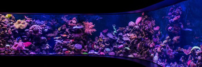 Wie volatil IoT-Schnittstellen sein können, zeigt der prominente Fall eines Casino-Hacks – über ein Aquarium.(Bild:  gemeinfrei / Unsplash)